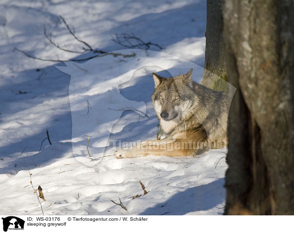 schlafender Grauwolf / sleeping greywolf / WS-03176