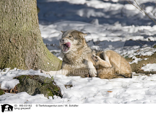 liegender Grauwolf / lying greywolf / WS-03182