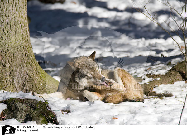 Grauwolf putzt sich / licking greywolf / WS-03185