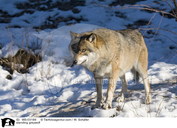 stehender Grauwolf / standing greywolf / WS-03189