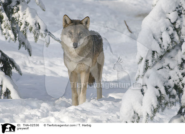 Grauwolf / greywolf / THA-02536