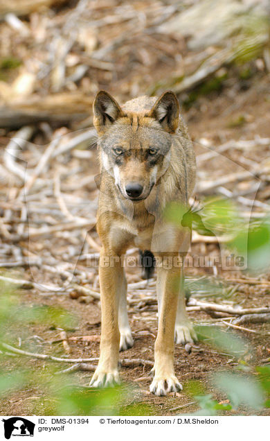 greywolf / DMS-01394