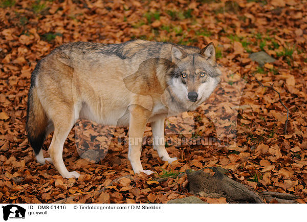 Grauwolf / greywolf / DMS-01416