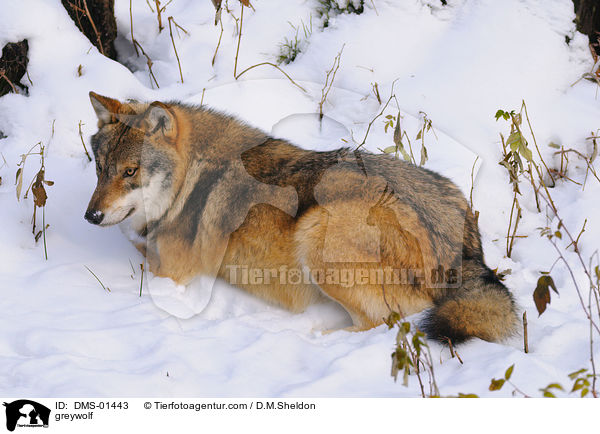 Grauwolf / greywolf / DMS-01443