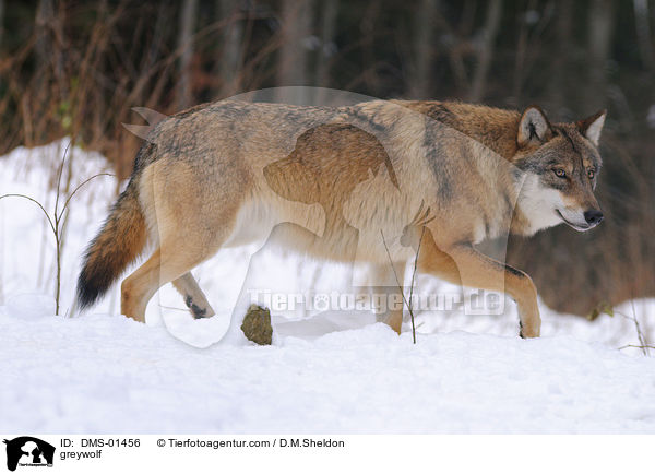 Grauwolf / greywolf / DMS-01456