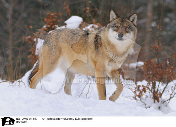 Grauwolf / greywolf / DMS-01457