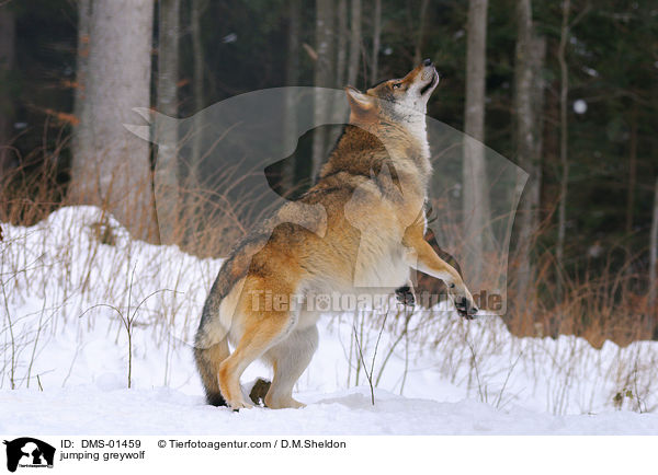 springender Grauwolf / jumping greywolf / DMS-01459
