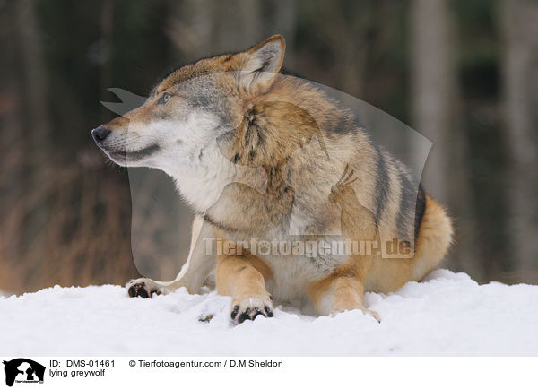 liegender Grauwolf / lying greywolf / DMS-01461