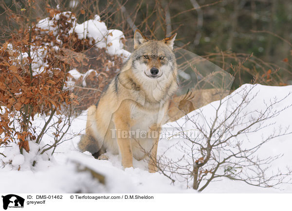 Grauwolf / greywolf / DMS-01462