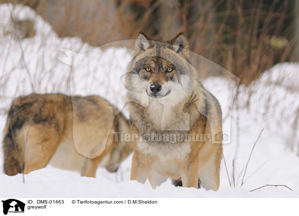 Grauwolf / greywolf / DMS-01463