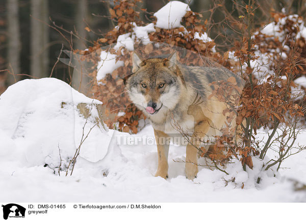 Grauwolf / greywolf / DMS-01465