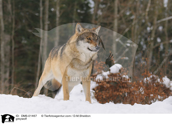 greywolf / DMS-01467