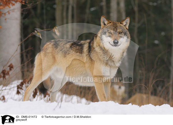 Grauwolf / greywolf / DMS-01472