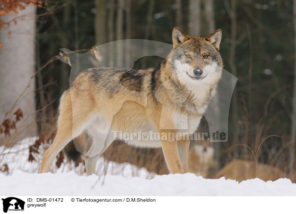 greywolf / DMS-01472