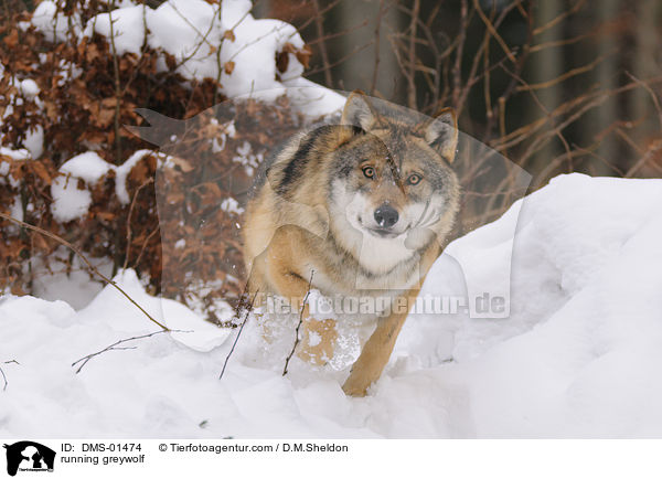 rennender Grauwolf / running greywolf / DMS-01474