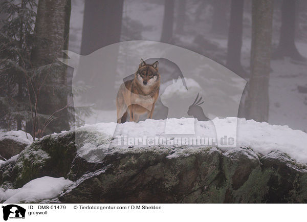 greywolf / DMS-01479