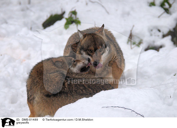 greywolfs / DMS-01489