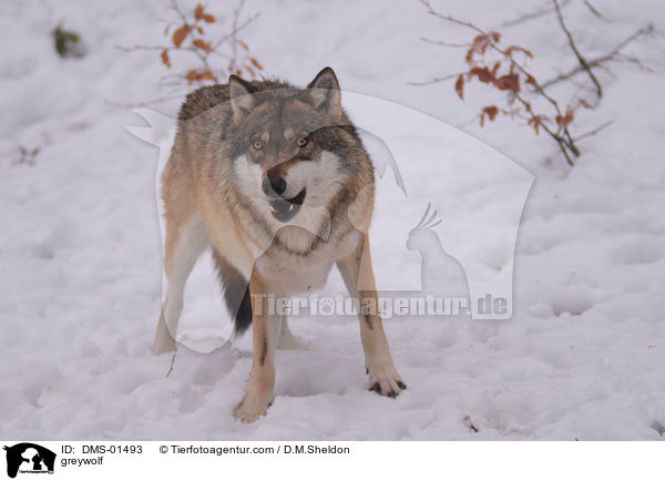 Grauwolf / greywolf / DMS-01493