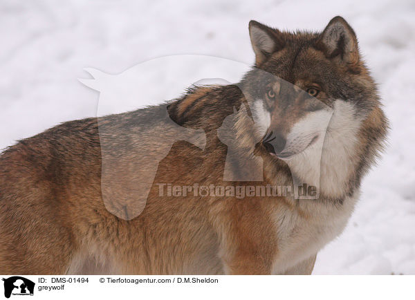Grauwolf / greywolf / DMS-01494