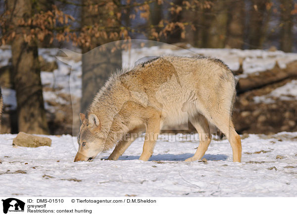 Grauwolf / greywolf / DMS-01510