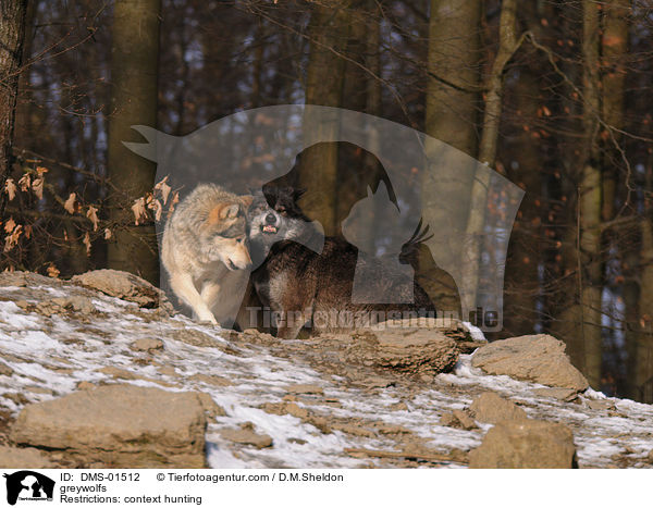 Grauwlfe / greywolfs / DMS-01512