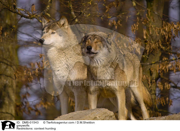 greywolfs / DMS-01543