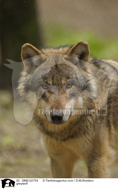greywolf / DMS-02754