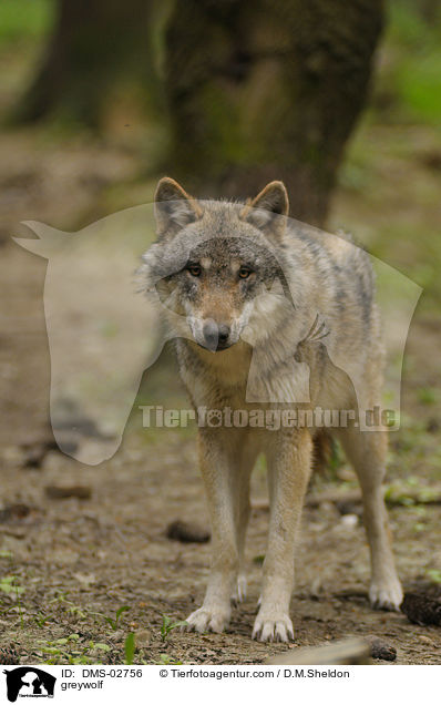 Grauwolf / greywolf / DMS-02756