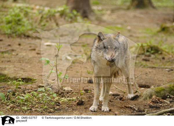 Grauwolf / greywolf / DMS-02757
