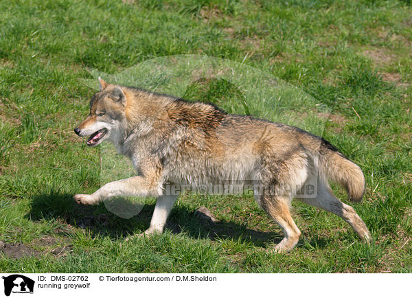 rennender Grauwolf / running greywolf / DMS-02762