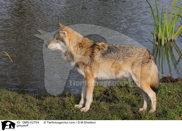 Grauwolf / greywolf / DMS-02764