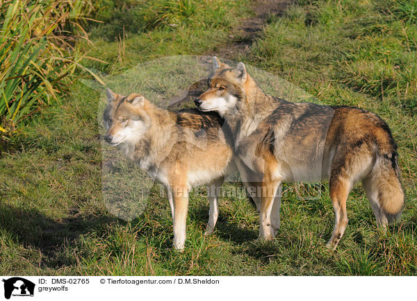 Grauwlfe / greywolfs / DMS-02765