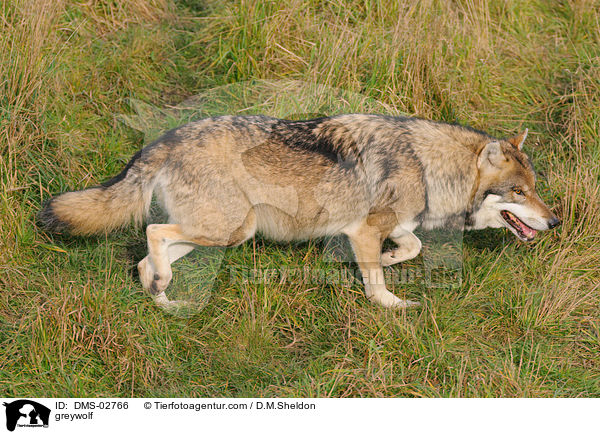 Grauwolf / greywolf / DMS-02766