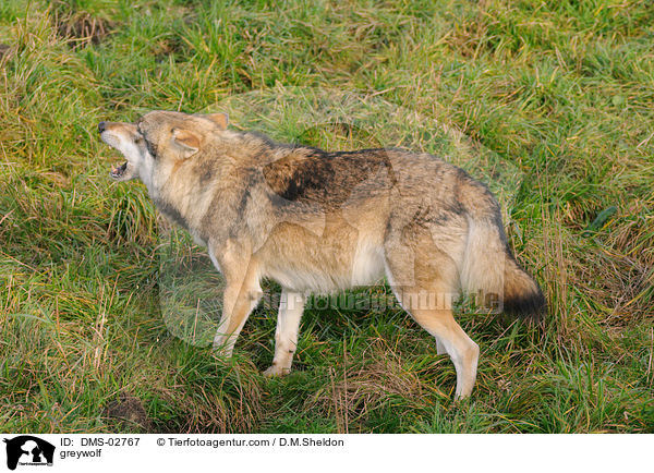 Grauwolf / greywolf / DMS-02767