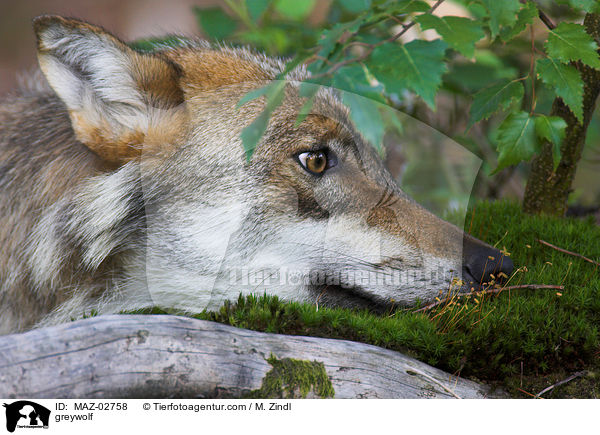 greywolf / MAZ-02758