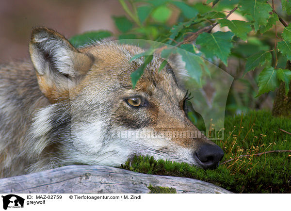 Grauwolf / greywolf / MAZ-02759