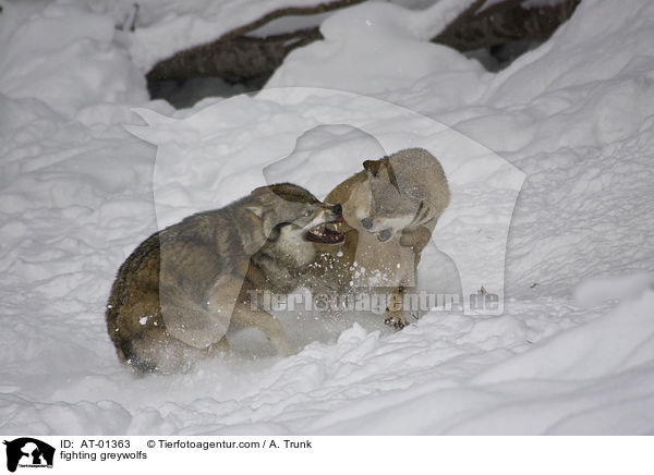 kmpfende Grauwlfe / fighting greywolfs / AT-01363