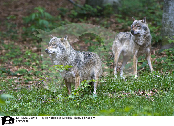 Grauwlfe / greywolfs / MBS-03016