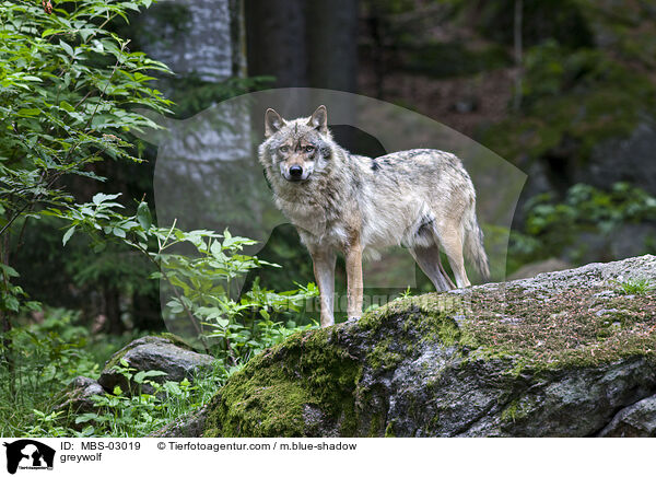 greywolf / MBS-03019