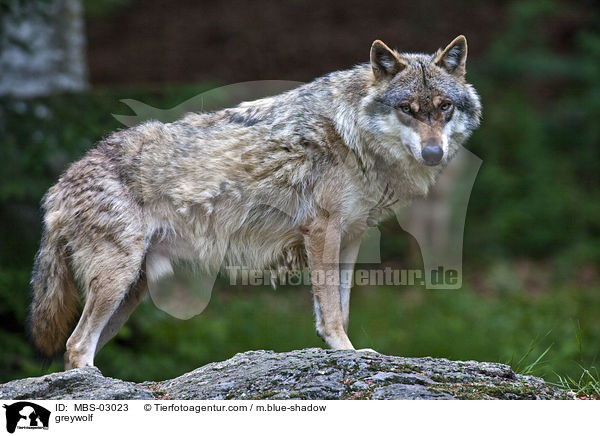 Grauwolf / greywolf / MBS-03023