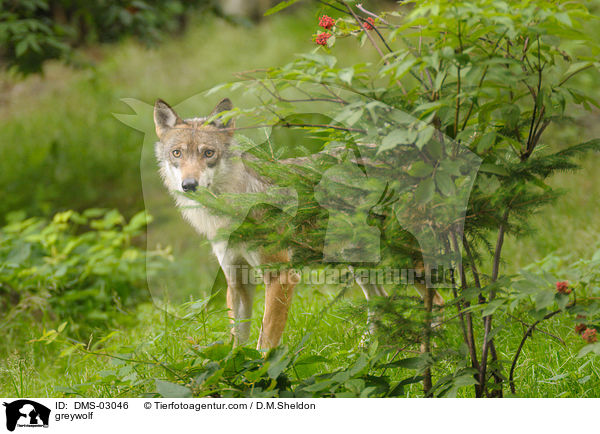 Grauwolf / greywolf / DMS-03046