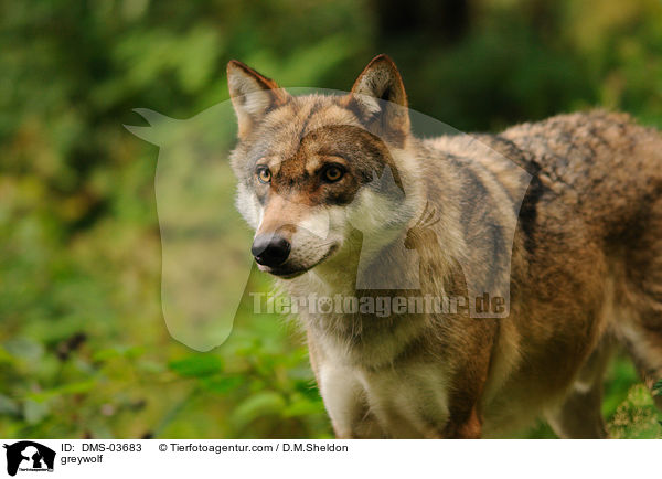 Grauwolf / greywolf / DMS-03683
