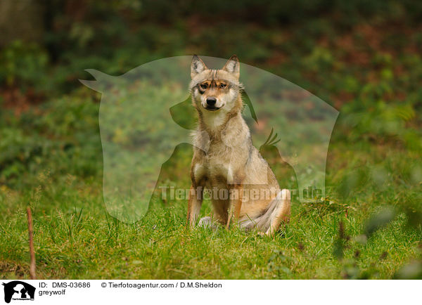 Grauwolf / greywolf / DMS-03686