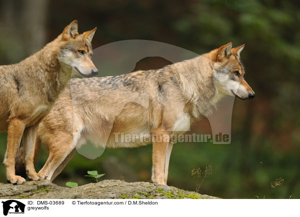 Grauwlfe / greywolfs / DMS-03689