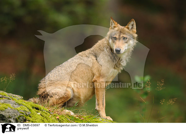 Grauwolf / greywolf / DMS-03697