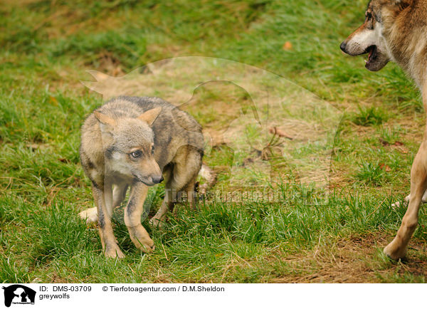 Grauwlfe / greywolfs / DMS-03709