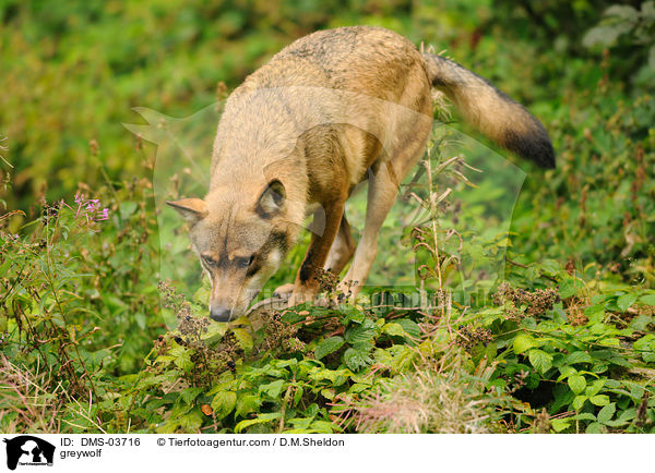 Grauwolf / greywolf / DMS-03716