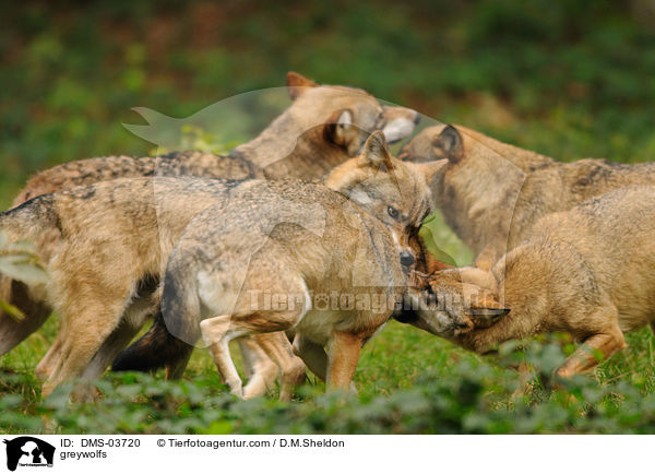Grauwlfe / greywolfs / DMS-03720