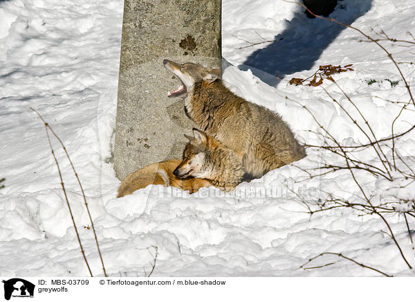 Grauwlfe / greywolfs / MBS-03709
