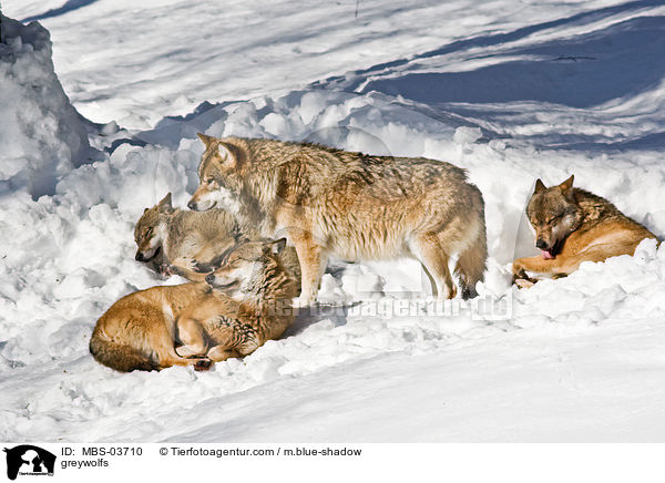 Grauwlfe / greywolfs / MBS-03710